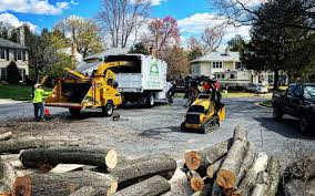 Harrisville, UT Tree Removal Company