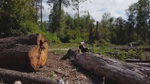 Best Tree Cabling and Bracing  in Harrisville, UT