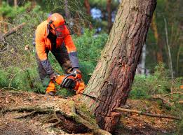 Best Soil Testing and Treatment  in Harrisville, UT