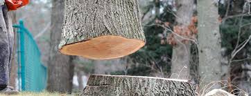 Best Storm Damage Tree Cleanup  in Harrisville, UT