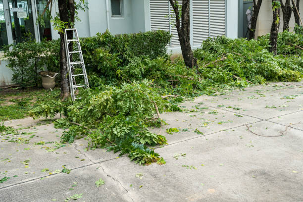 Best Fruit Tree Pruning  in Harrisville, UT