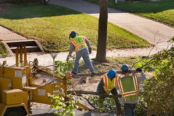 Best Tree Removal  in Harrisville, UT