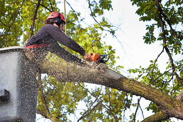 Best Tree Disease Treatment  in Harrisville, UT